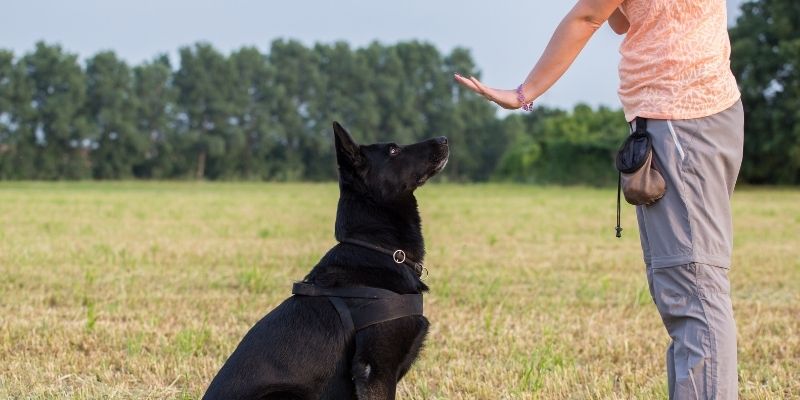 Online Canine Behaviour Courses