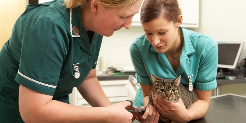 Online Feline Welfare Courses Animal Courses Direct