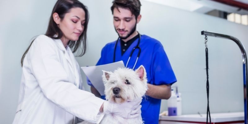 Online Vet Nursing Courses Animal Courses Direct