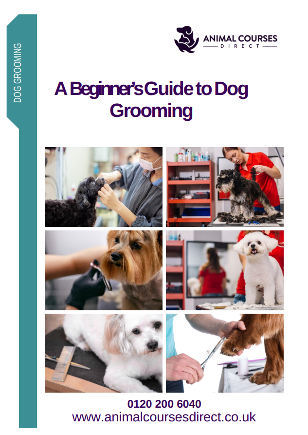 Level 3 Award Introduction to Dog Grooming