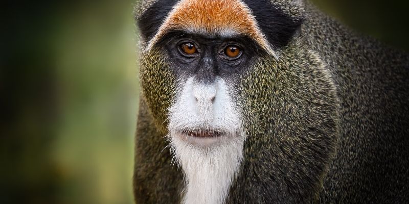 10 Fascinating Facts About Primates