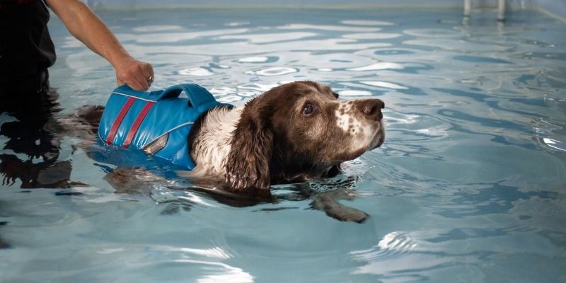 Small Animal Hydrotherapy