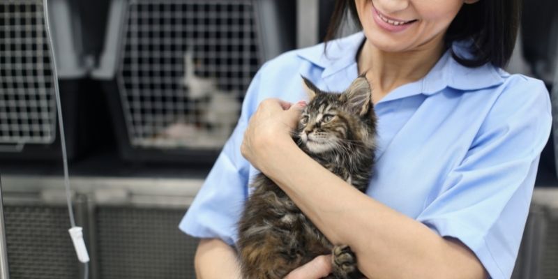 Veterinary Receptionist Career Roles