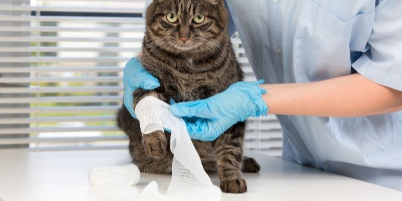 Veterinary Receptionist Careers