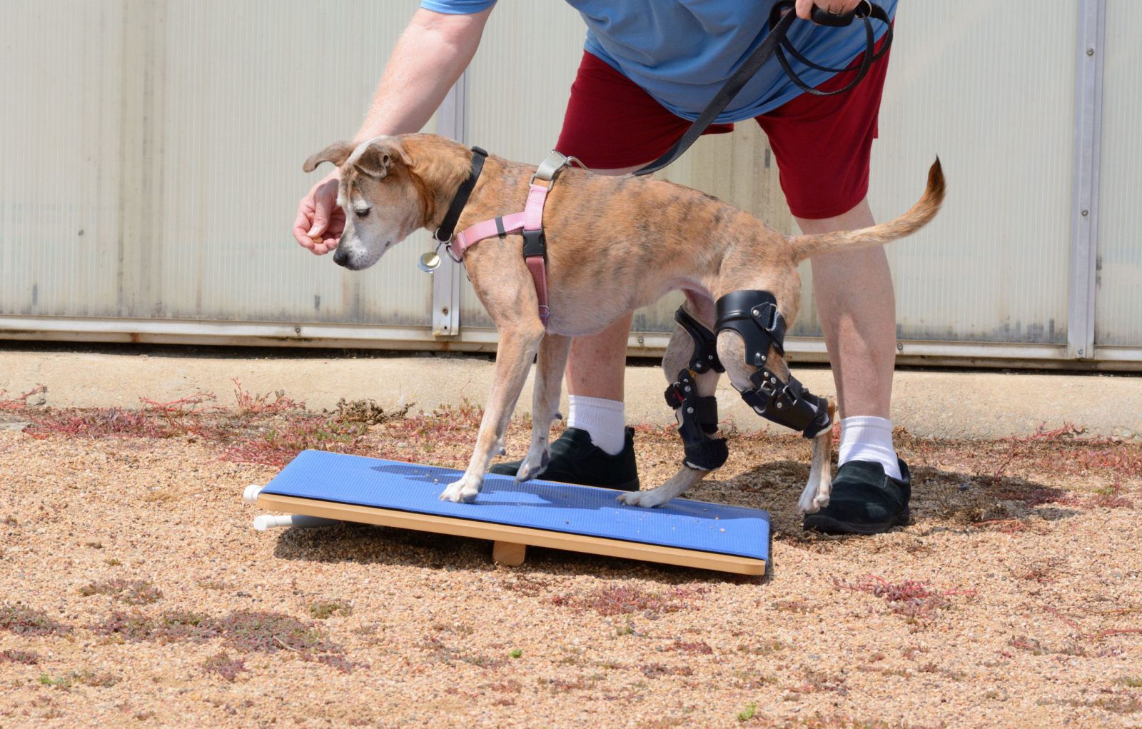 Animal physiotherapy store