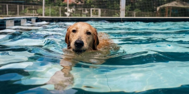 Therapeutic animal treatments - animal hydrotherapy