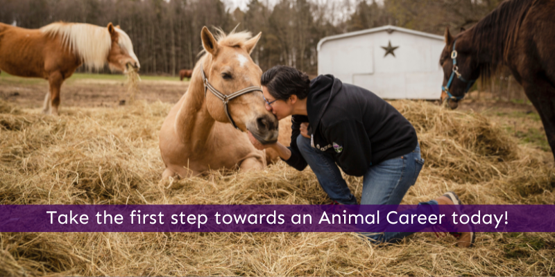 Start a rewarding career working with animals