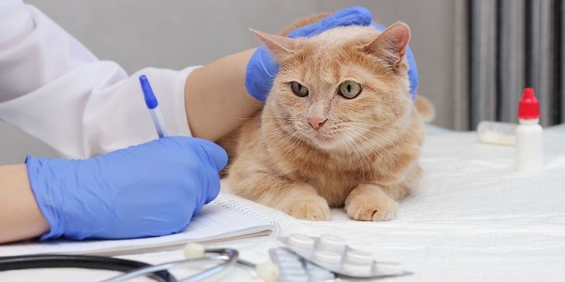 become a Veterinary Physiotherapist