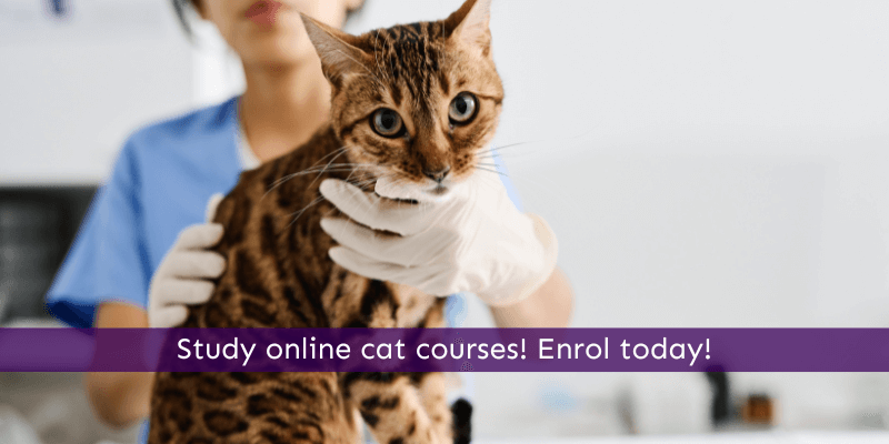 Study towards a career with cats