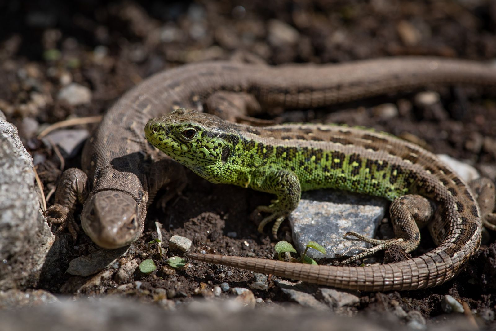 green and brown lizard in stone