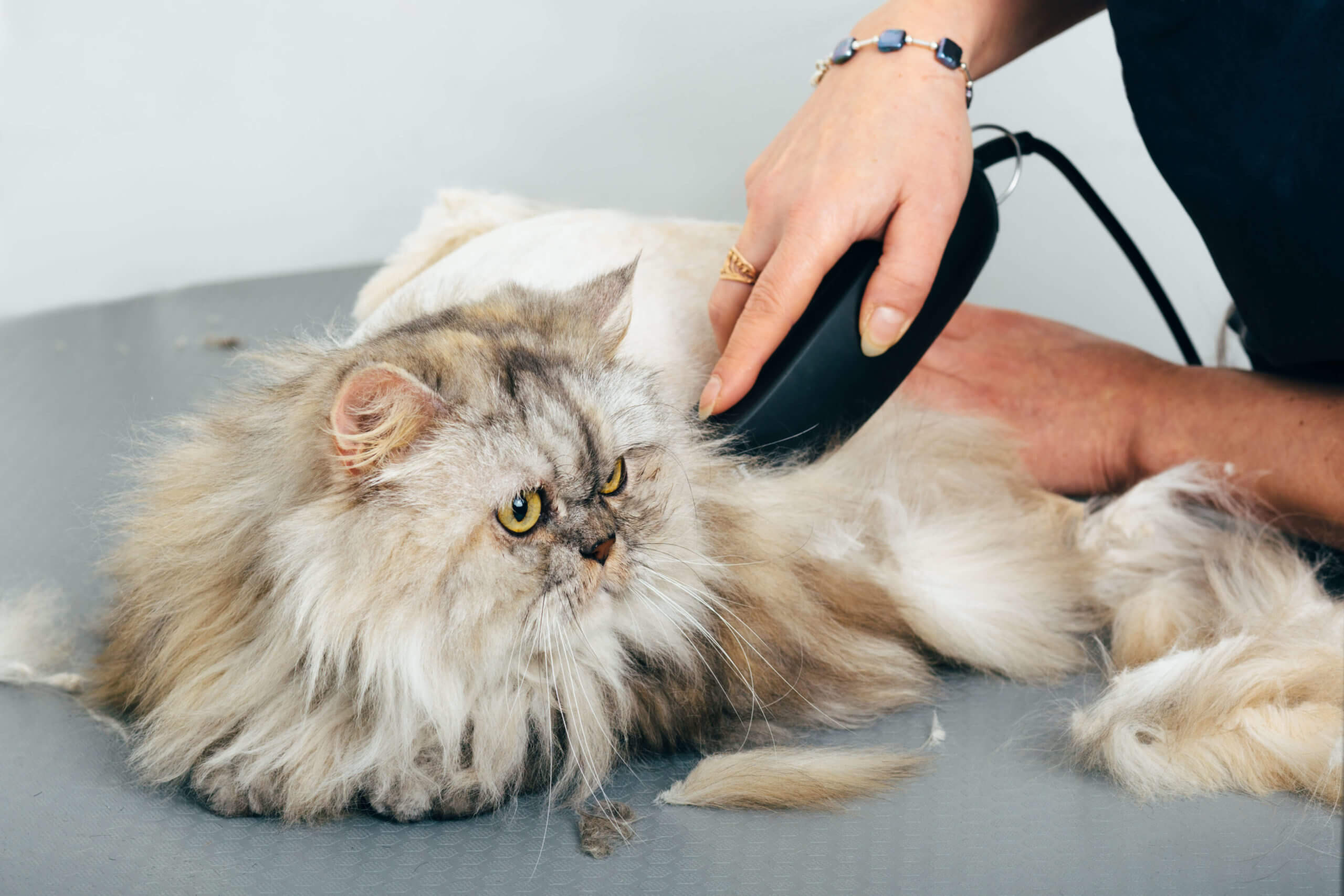 Cattery Assistant