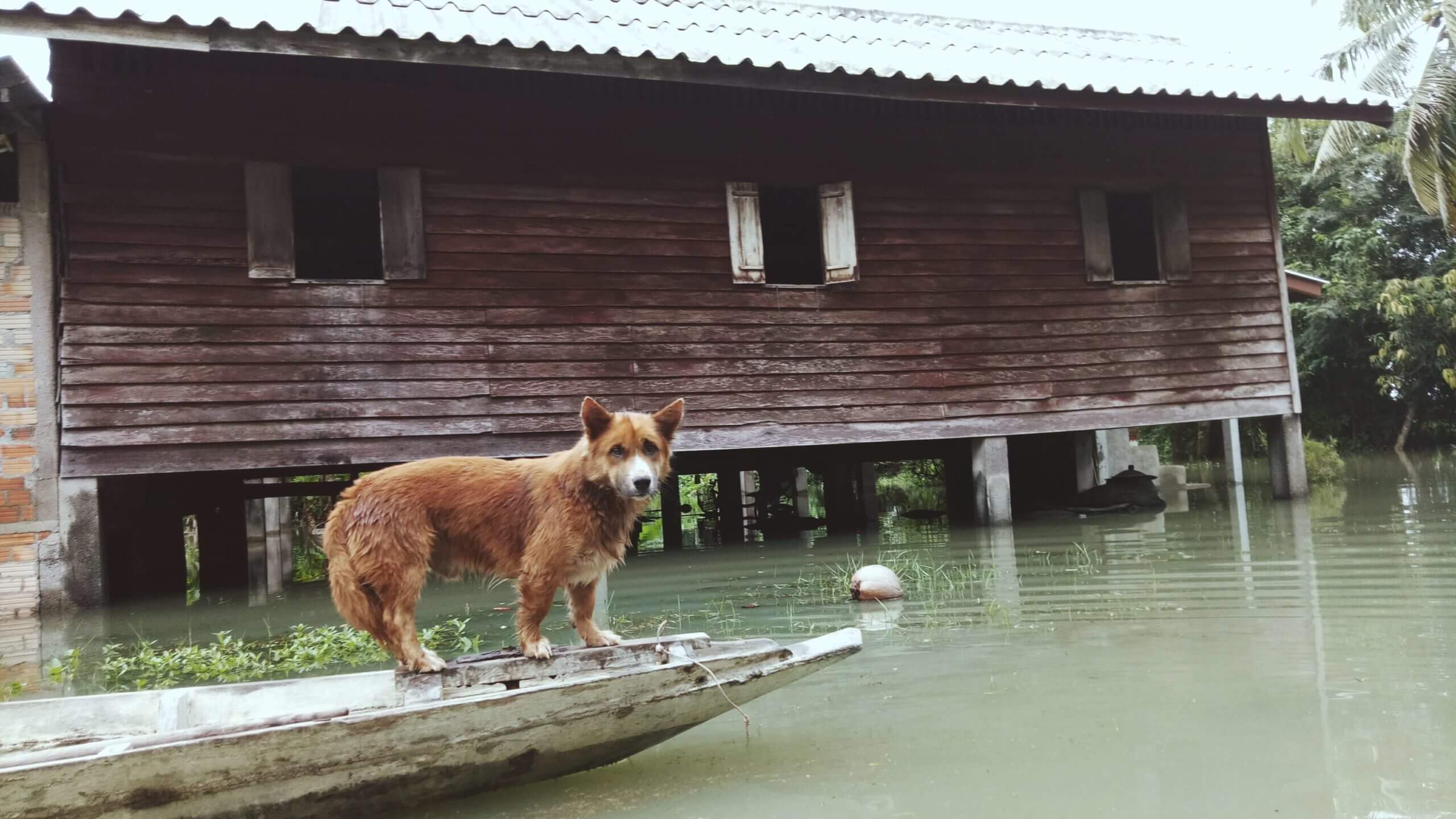 Animal Volunteer Work Asia