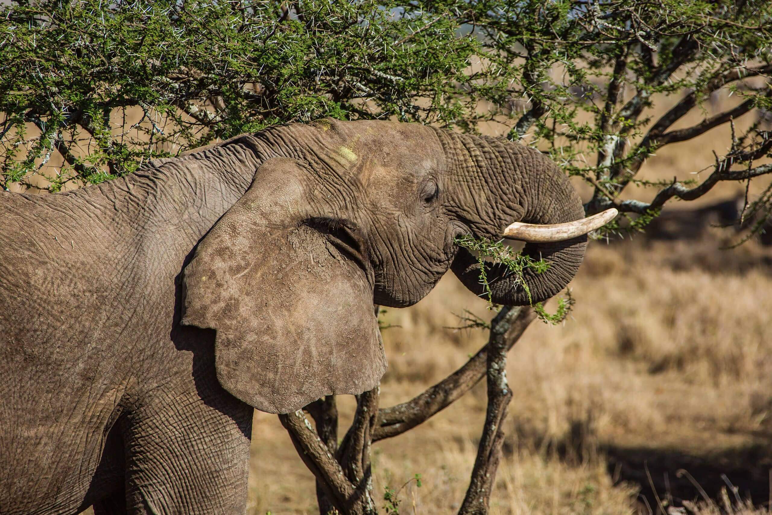 Elephant eating food