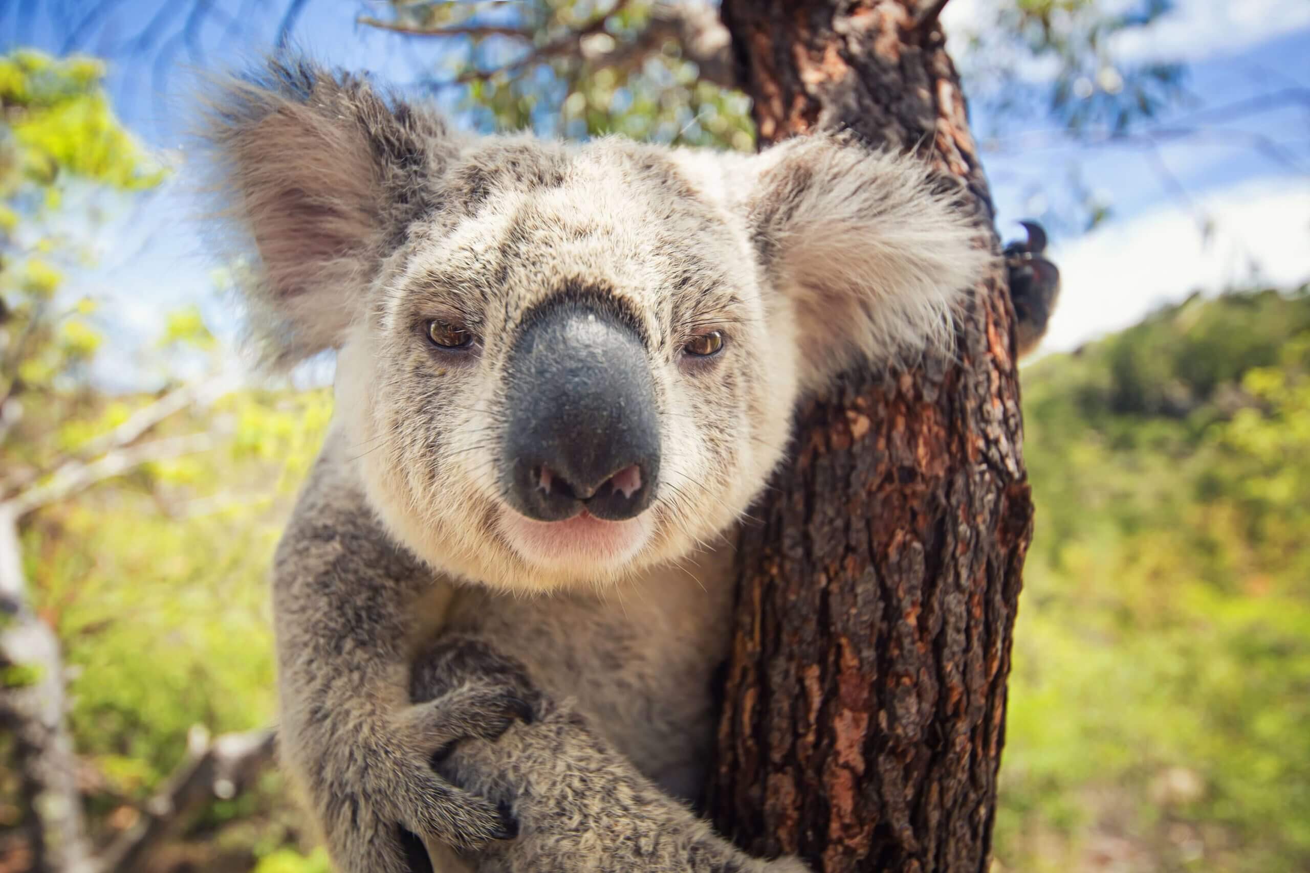 Animal Volunteer Work Australia