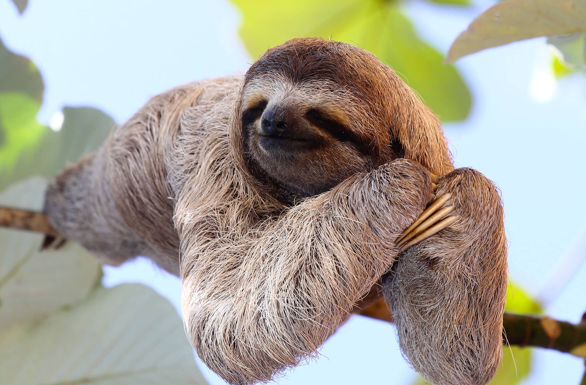 sloth