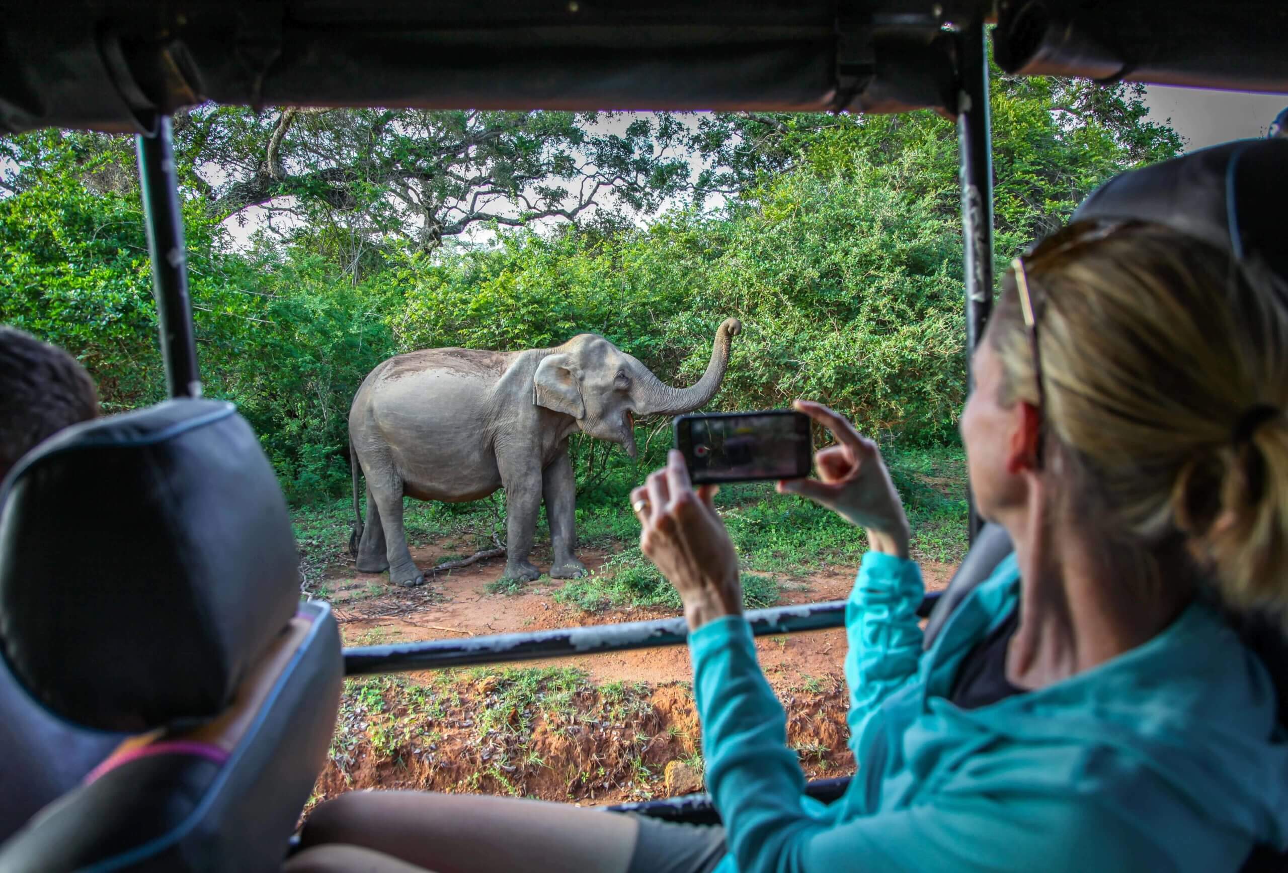 Animal Volunteer Work Africa