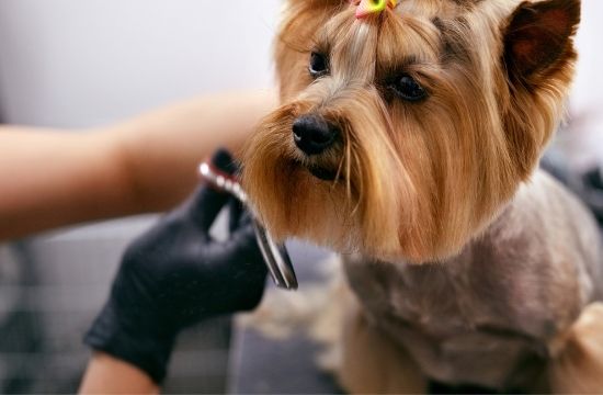 Dog Grooming Courses