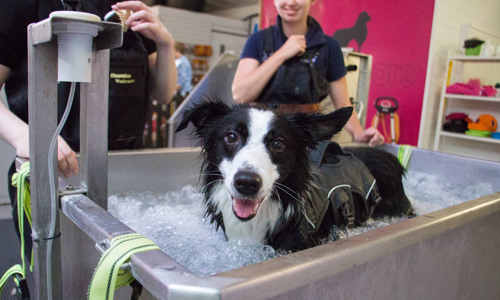 AIM Qualifications Level 3 Diploma in Small Animal Hydrotherapy