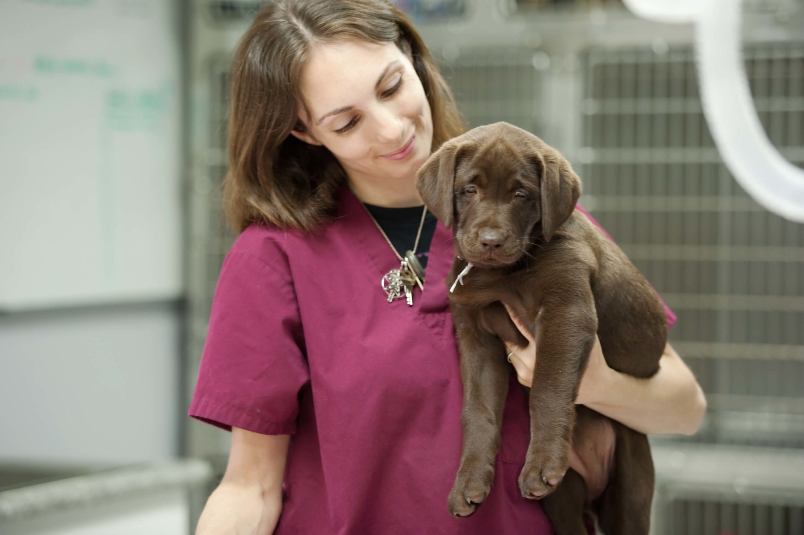 AIM Qualifications Level 3 Diploma in Canine Care, Behaviour and Welfare