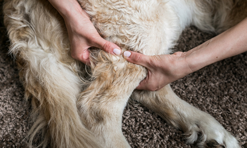 AIM Qualifications Level 6 Diploma in Veterinary Physiotherapy with Hydrotherapy