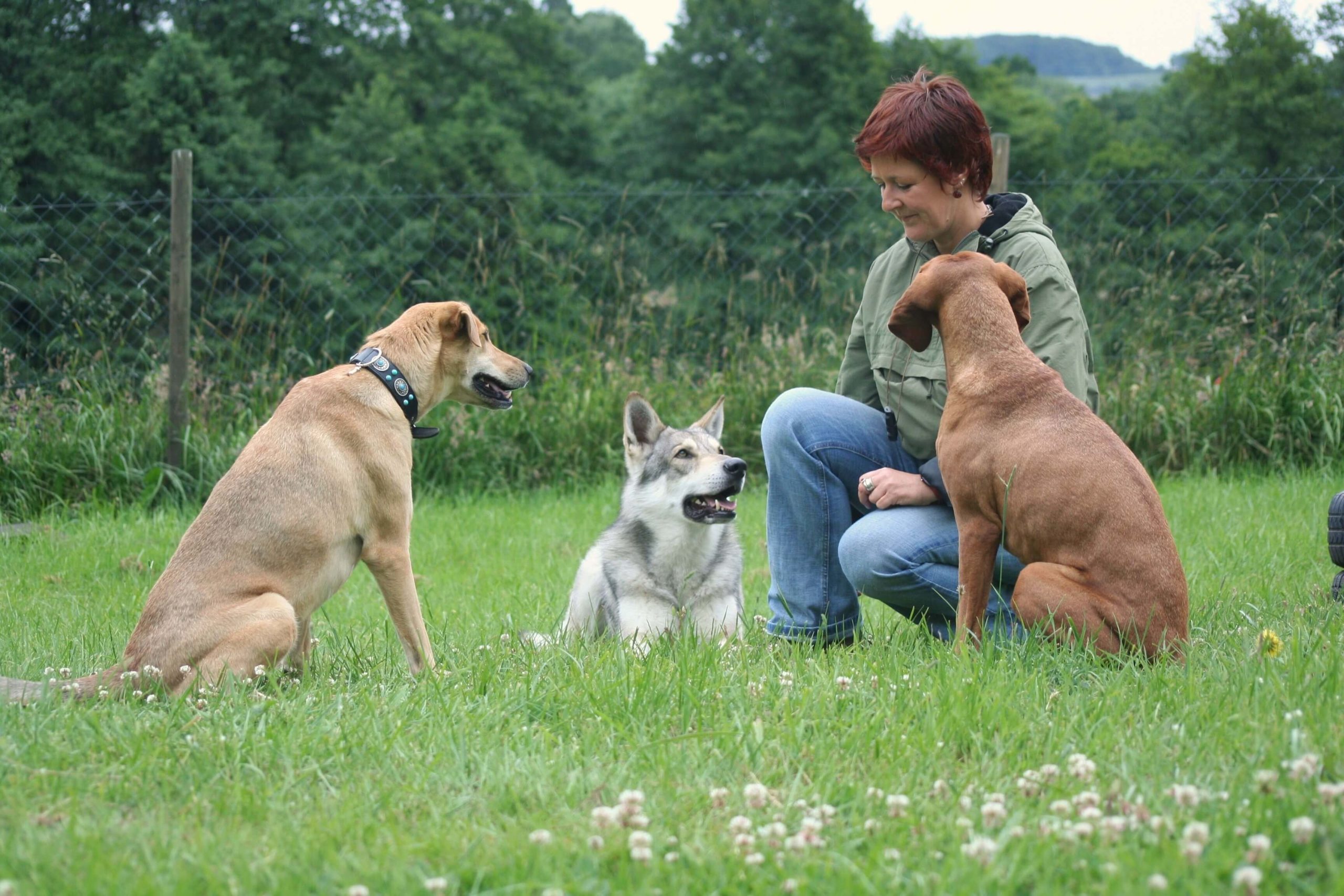 Level 5 Diploma for Canine Behaviour Practitioners
