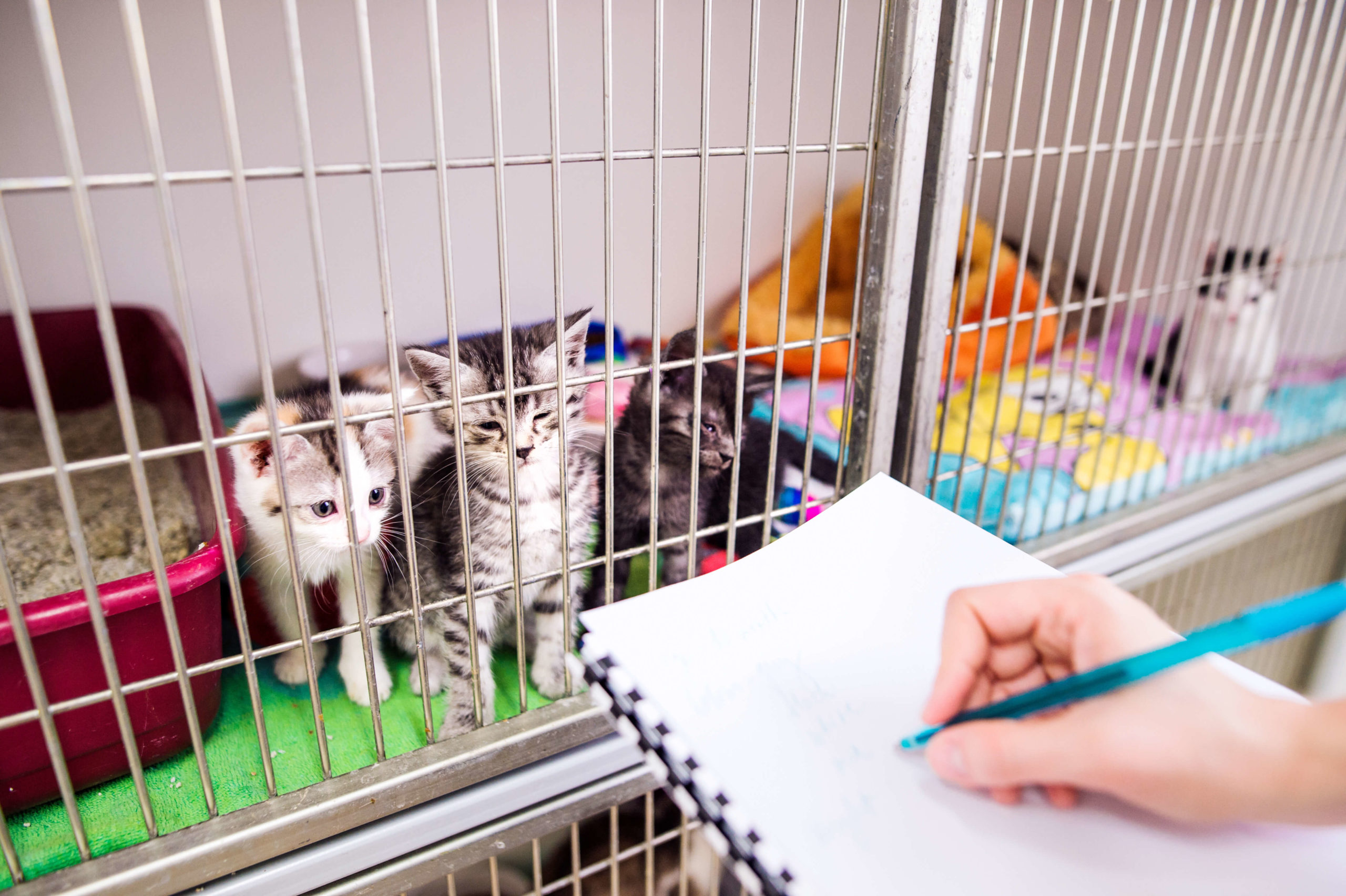 AIM Qualifications Level 3 Diploma in Feline Care, Behaviour and Welfare