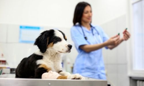 Level 3 Certificate Veterinary Receptionist | Animal Courses Direct