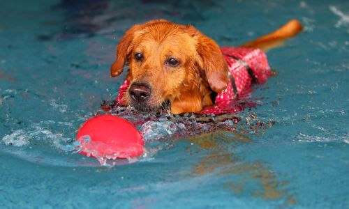 AIM Qualifications Level 3 Diploma in Small Animal Hydrotherapy (Top up for Veterinary Surgeons and Veterinary Nurses)