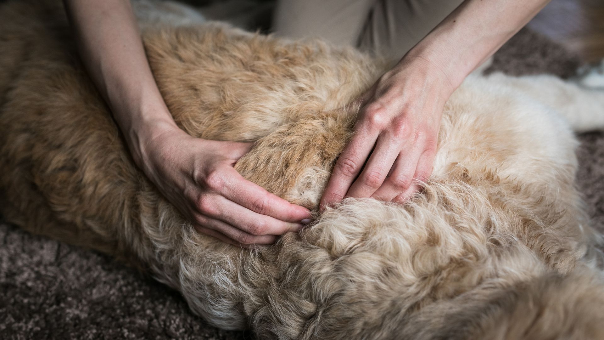 AIM Qualifications Level 3 Diploma in Canine Massage (Top up for Veterinary Nurses, Veterinary Surgeons, and Veterinary Physiotherapists)