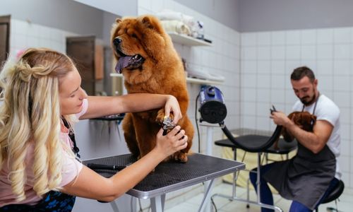 Level 3 Award Introduction to Dog Grooming