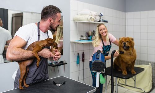 Level 3 Certificate in Dog Grooming