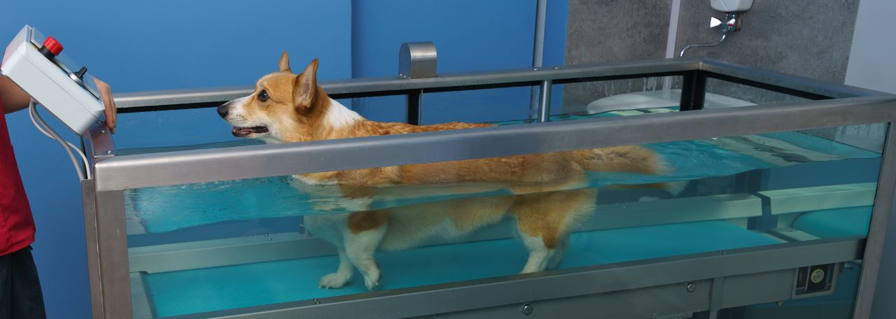 Level 4 Certificate in Advanced Aquatic Treadmill Therapy for Small Animals