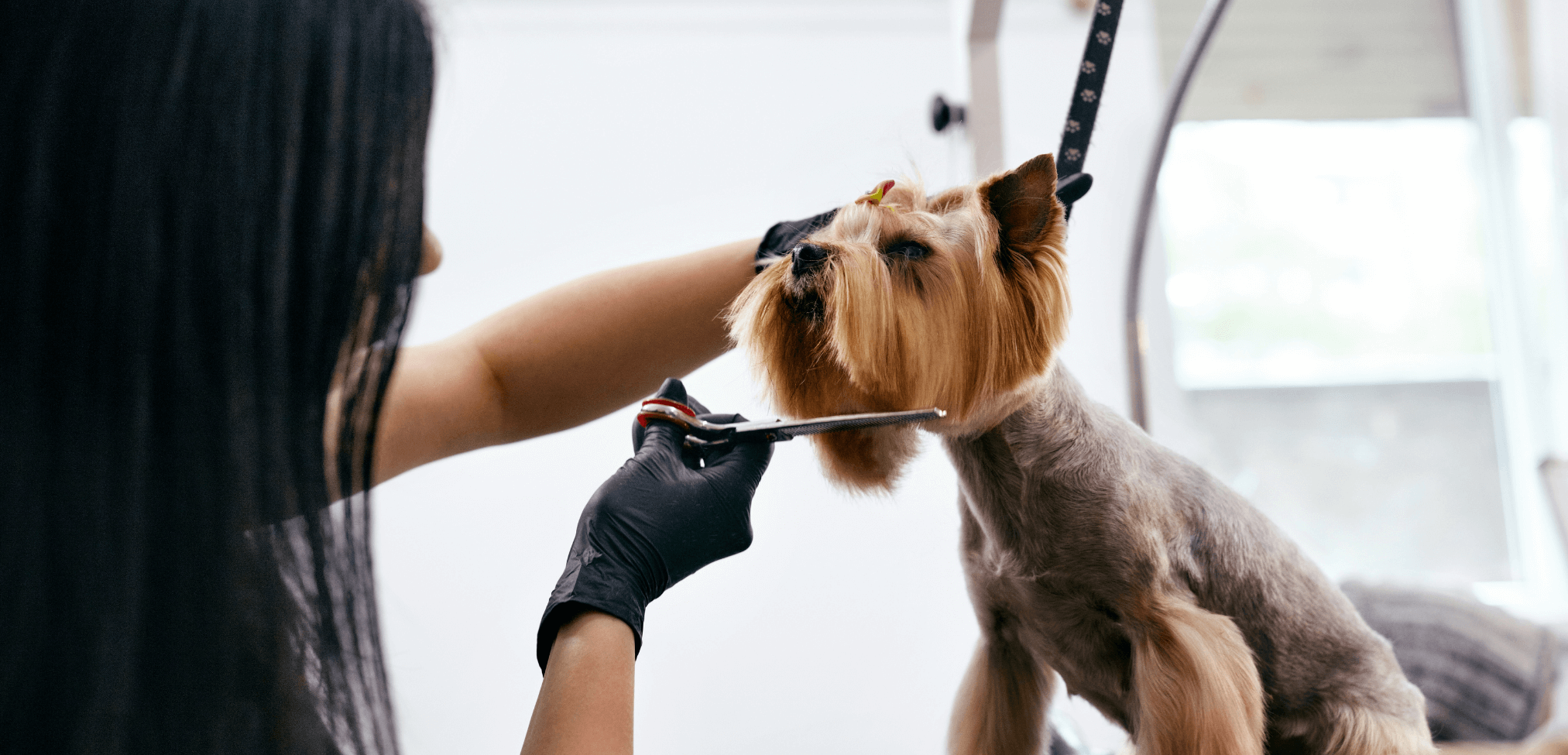 Level 3 Diploma in Dog Grooming and Salon Management