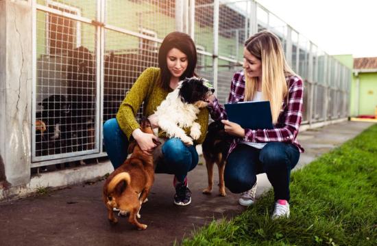 AIM Qualifications Level 3 Diploma in Kennel and Cattery Management