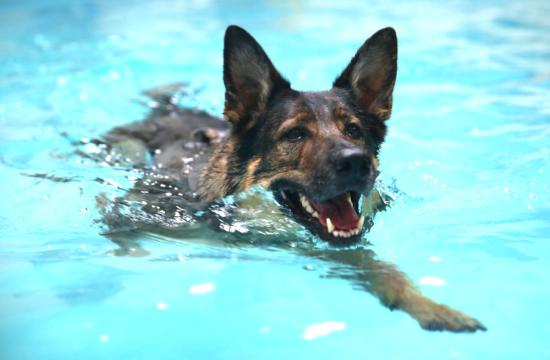 AIM Qualifications Level 3 Certificate in Small Animal Hydrotherapy