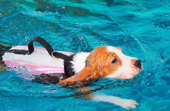 Level 3 Diploma in Small Animal Hydrotherapy
