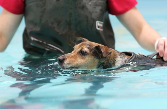 Level 3 Diploma in Small Animal Hydrotherapy