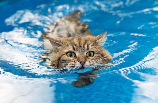 Level 3 Diploma in Small Animal Hydrotherapy + The Level 6 Diploma in Veterinary Physiotherapy with Hydrotherapy - Part 1