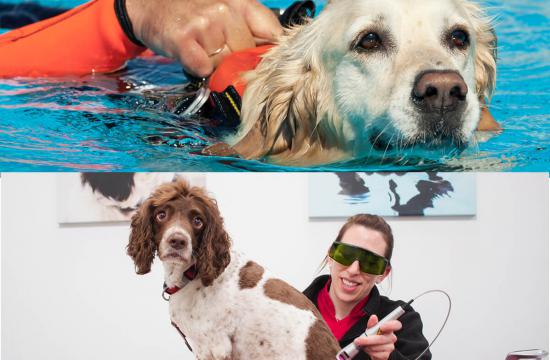 Level 3 Diploma in Small Animal Hydrotherapy + The Level 6 Diploma in Veterinary Physiotherapy with Hydrotherapy - Part 1