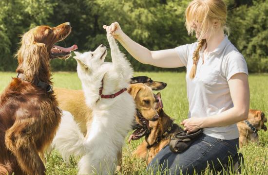 Level 6 Diploma in Applied Canine Behaviour Management