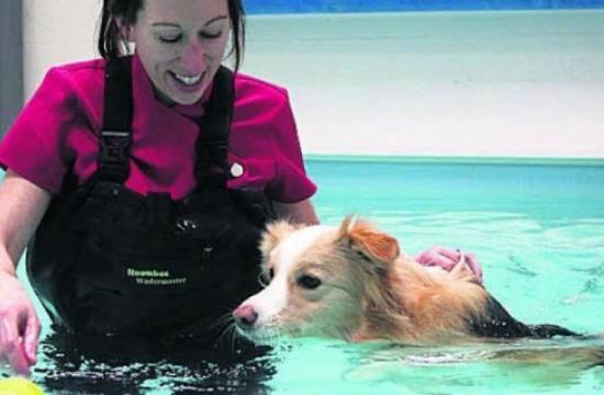 Veterinary Physiotherapy with Hydrotherapy Level 6 Diploma (RQF) - Part 1