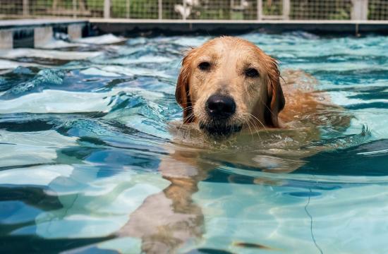 Veterinary Physiotherapy with Hydrotherapy Level 6 Diploma (RQF) - Part 2