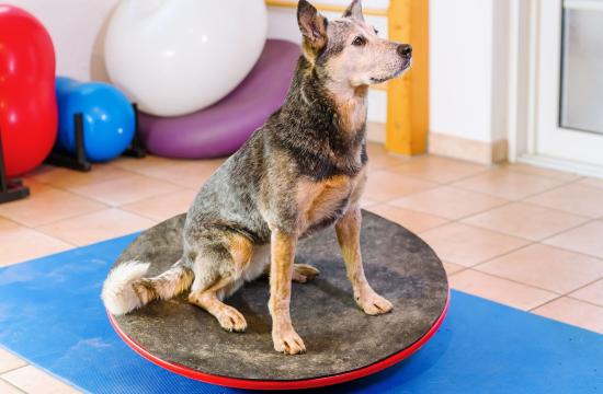 Veterinary Physiotherapy with Hydrotherapy Level 6 Diploma (RQF) - Part 3