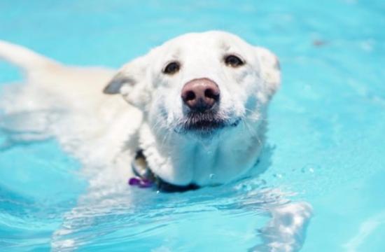 AIM Qualifications Level 3 Diploma in Small Animal Hydrotherapy + Level 6 Diploma in Veterinary Physiotherapy with Hydrotherapy