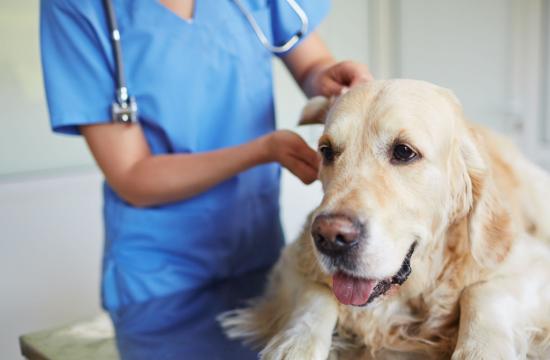 Animal Courses Qualifications Animal Courses