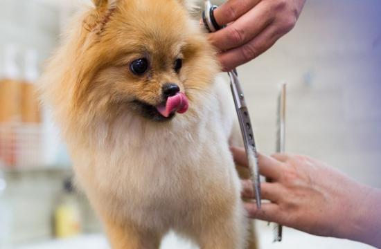 Level 3 Diploma in Dog Grooming