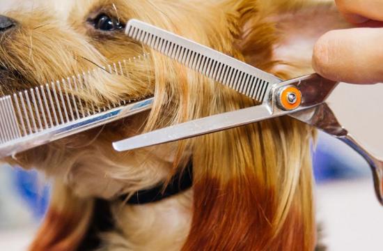 Level 3 Award Introduction to Dog Grooming