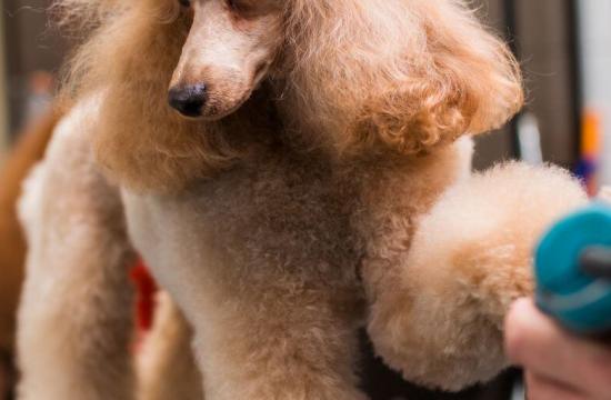 Level 3 Certificate in Dog Grooming