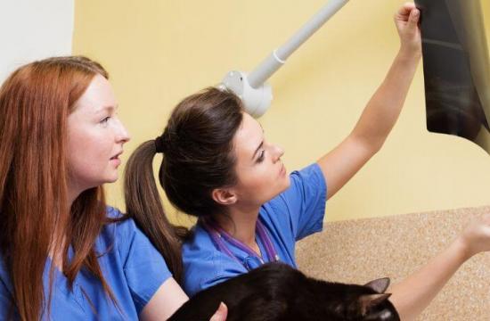Veterinary Nursing Assistant Level 2 Diploma Practical Placement