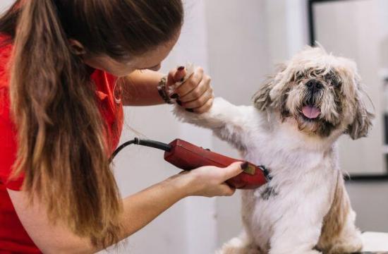 Bedford Placement (Weekday) - Level 3 Award Introduction to Dog Grooming